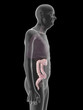 © Sebastian Kaulitzki - 3d rendered medically accurate illustration of an old mans colon