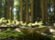 Funghi su un vecchio tronco nel bosco