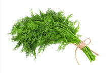 Bouquet Of Fresh Dill Bandaged With Rope