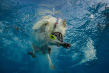 Dog Under Water