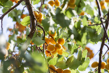 Apricots In The Sun. Juicy Fruit On The Branches Of Trees. Ripe Apricot Is Ready For Harvesting.