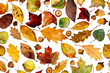 watercolor acorns and fall leaves