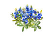 watercolor bluebonnets wildflowers design