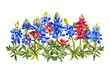 watercolor bluebonnets wildflower bunch