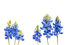 Watercolor Bluebonnets Wildflowers
