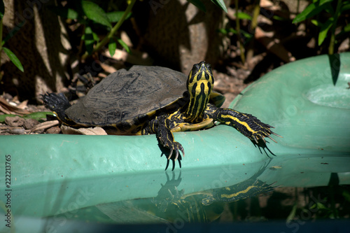 Zdjęcie XXL żółw w wodzie, gad, zwierzę, woda, lato, ogród, zieleń
