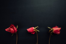 Three Dry Red Roses On Black Background