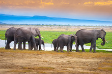 Kenya. Africa. A Family Of Elephants Go To The Water. African Elephants. Migration Of Elephants. Travel To Kenya. Animal Africa. Elephants.
