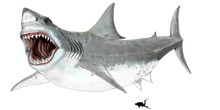 古代の魚たちNo.1　メガロドン　1800万年前から150万年前まで温暖な海に生息していた巨大なサメ。現代のホオジロザメの近種とされ、学名はカルカロクルス。一般的に呼ばれるメガロドンは小種名。歯の大きさから推定される大きさは現代のホオジロザメの約2倍、15~20mとされる。このイラスト画像はホオジロザメをモデルにして描き、今回スケールにオリジナルで制作した潜水者のシルエットを付けた。