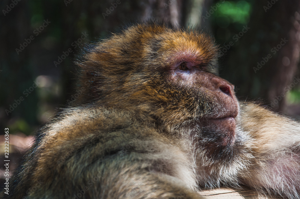 Photo Art Print Le Macaque De Barbarie Ou Magot à La