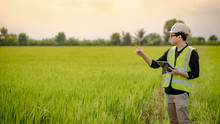 Young Asian Male Agronomist Or Agricultural Engineer Observing Green Rice Field With Digital Tablet And Pen For The Agronomy Research. Agriculture And Technology Concepts