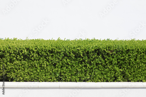 Fotografía Cespuglio verde con muro bianco di sfondo