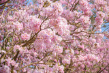 Fototapeta Kwiaty - Tabebuia rosea is a Pink Flower neotropical tree