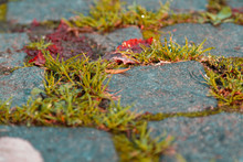 Autumn Dried Grass And Dry Moss Between Cobble Stones On The Sidewalk. Red Autumn Grass Between Masonry Tiles On The Sidewalk In The Old Town.