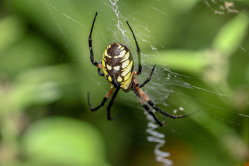 Spider in a Web