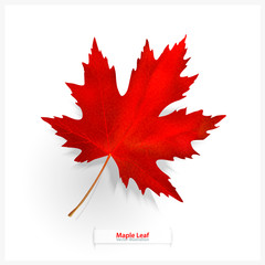 maple leaf isolated on white background. bright red autumn realistic leaf. vector illustration eps 1