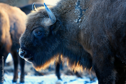 Fotografie, Obraz Aurochs bison in nature / winter season, bison in a snowy field, a large bull bu
