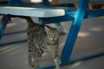 Wall Mural - pockmarked homeless cat walks between benches close-up