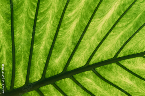 zielone-liscie-alocasia-macrorrhizos-w-ogrodzie-botanicznym