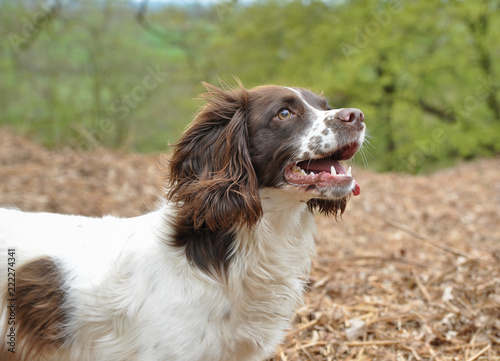 liver and white sprocker