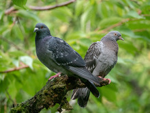 Two Pigeons On A Branch