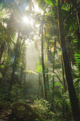 Beautiful jungle path through the El Yunque national forest in Puerto Rico