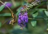 butterlfy