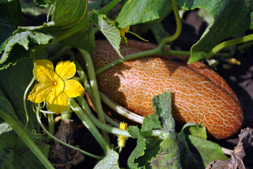 Overripe red cucumber growing on stem with green leaves and yellow flower, organic texture background, top view