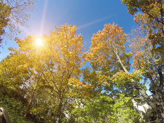Wall Mural - bright autumn tree in park