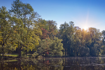 Wall Mural - Autumn tree with bright foliage is reflected in the lake