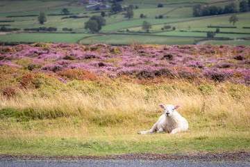 One sheep resting on a grassy piece of English countryside. Blooming heather moors in background