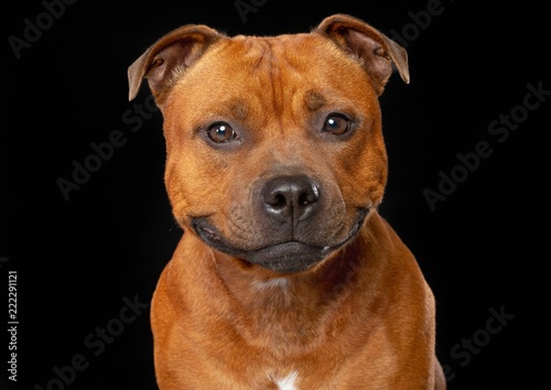 Cuadros en Lienzo English Staffordshire Bull Terrier Dog Isolated on Black Background in studio