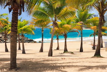 Beautiful Tropical Palm Trees At Popular Touristic Condado Beach In San Juan, Puerto Rico