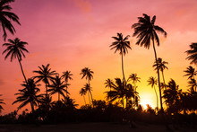 Amazing Vibrant Sunset At The Beach With Silhouettes Of Palm Trees In Puerto Rico
