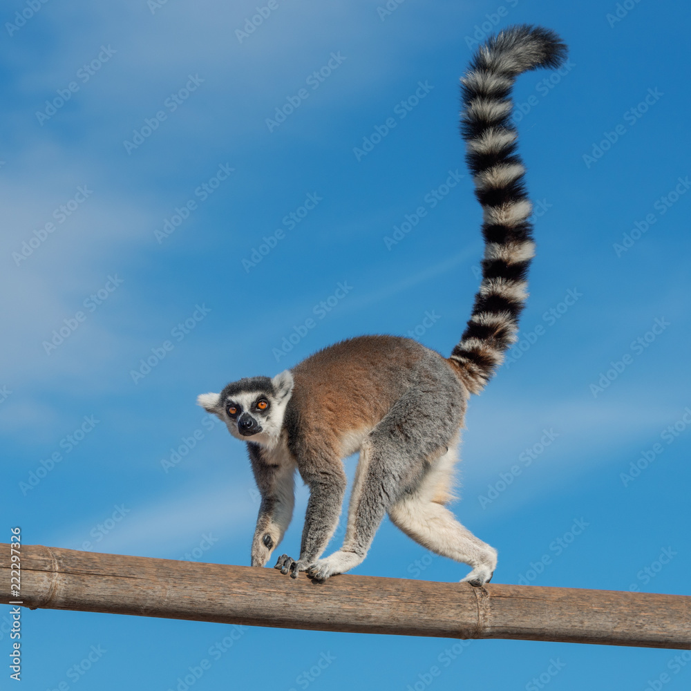 A ring-tailed lemur crossing a bamboo trunk - obrazy, fototapety, plakaty 
