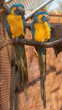 A pair of blue-throated macaws