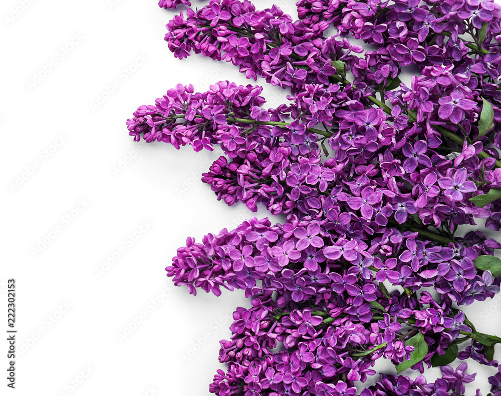 Beautiful blossoming lilac on white background