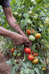 Wall Mural - young man picking a tomatoes from the plant