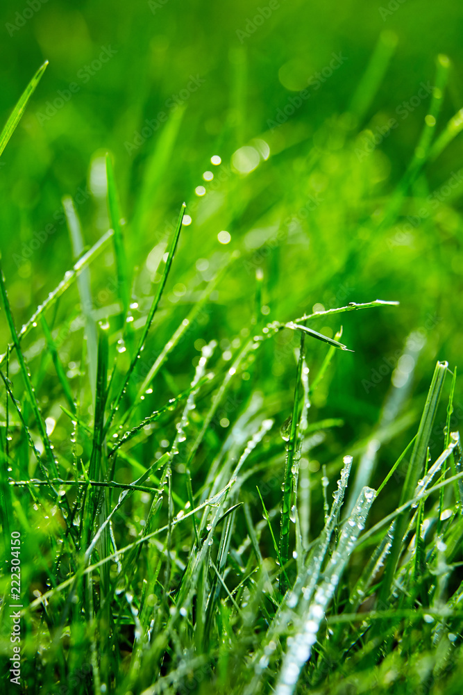 Green grass with water droplets on the leaves. Lawn. Morning freshness - obrazy, fototapety, plakaty 