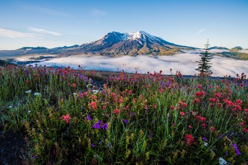 Mount St Helens in Summer