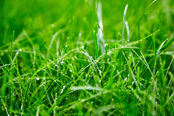 Green grass with water droplets on the leaves. Lawn. Morning freshness