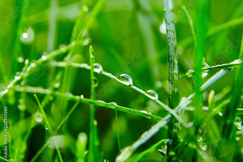 Dekoracja na wymiar  zielona-trawa-z-kroplami-wody-na-lisciach-trawnik-poranna-swiezosc