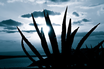 Poster - aloe cactus and sea in sunset