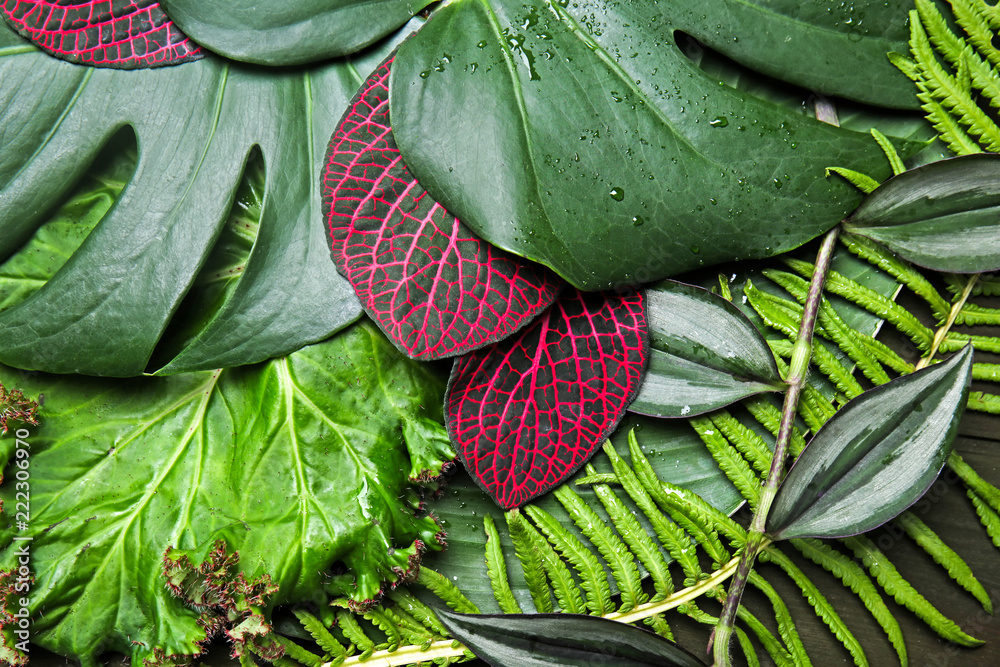 Different fresh tropical leaves