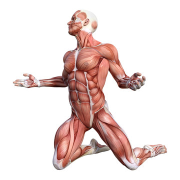 3D Rendering Male Anatomy Figure on White