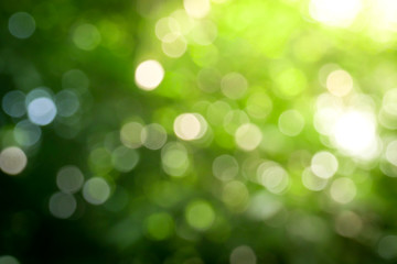 sunny abstract green nature background, blur park with bokeh light , nature, garden, spring and summ