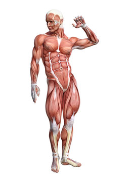 3D Rendering Male Anatomy Figure on White