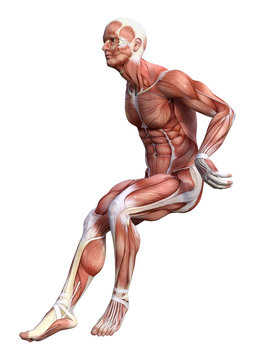3D Rendering Male Anatomy Figure on White