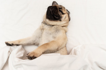 Wall Mural - Cute pug dog breed lying on white bed and sleep with blanket in bedroom with funny face and feeling so happiness in the morning