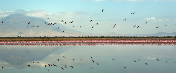 colony of flamingos on the natron lake. lesser flamingo scientific name: phoenicoparrus minor. flami